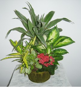 CESTA DE PLANTAS MOD.3