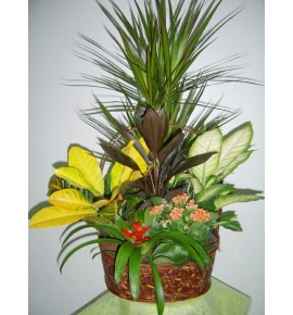 PLANTS BASKET MOD.4