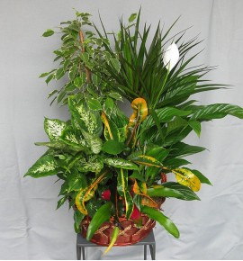 PLANTS BASKET MOD.5