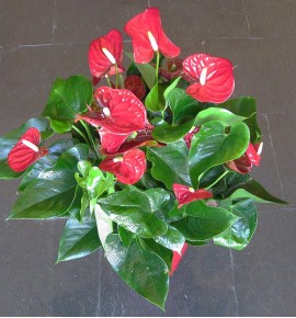 ANTHURIUM