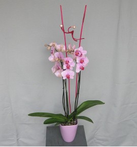 ORCHID 
