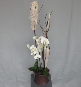 ORCHID SPECIAL DECO