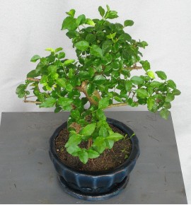 BONSAI