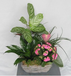 PLANTS BASKET MOD.1